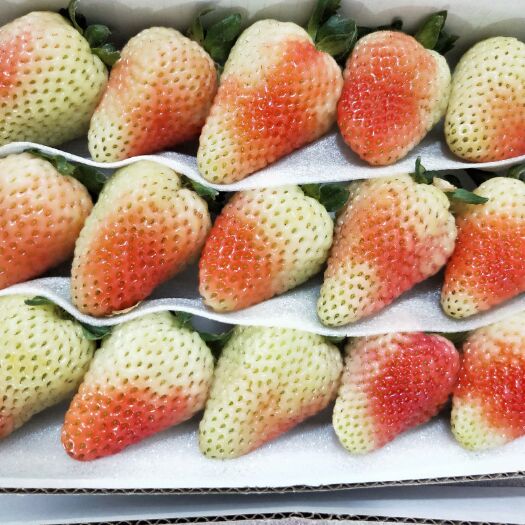 会泽县蒙特瑞草莓  2022年4月底基地直供，35果45果有需求的