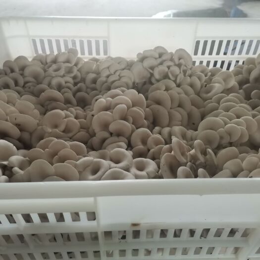 湘阴县鲜平菇