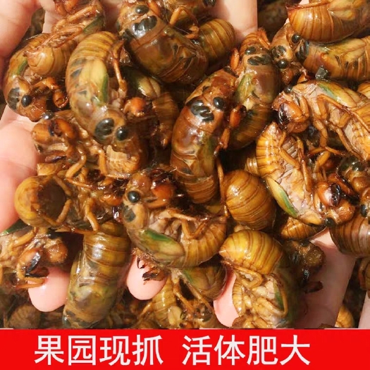 砀山县 新鲜纯ye生金蝉当天现捉知了猴爬拉猴唐僧肉当天现捉现卖