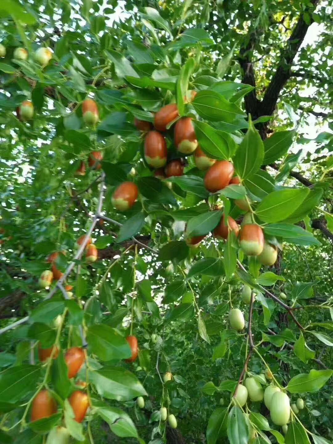 大平頂棗 平頂大棗