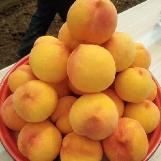 安丘市 7月黄金蜜桃