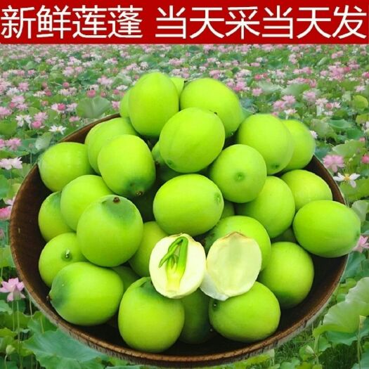 汉川市莲蓬 特级 8cm以上 白莲