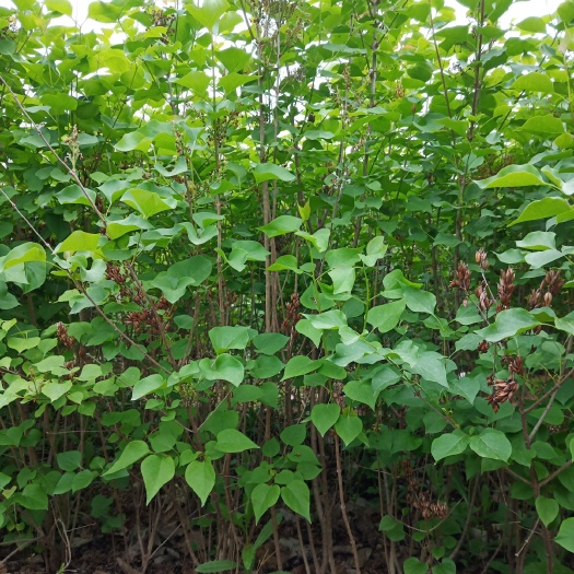  丁香 丛生丁香 多分枝丁香 2米丁香陕西直销