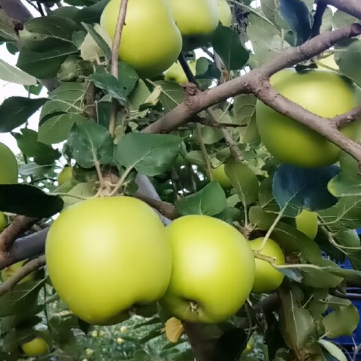 大荔县 陕西青苹果