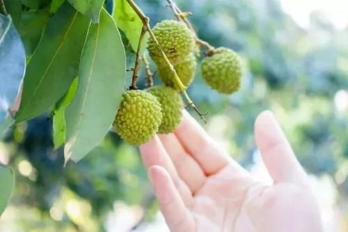灵山县荔枝苗   马贵枝 马贵荔枝嫁接树木苗 1～3三年带土带叶带营养杯发