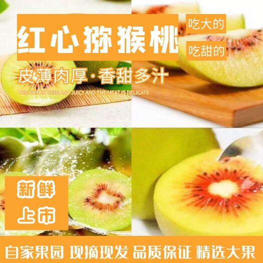苍溪县 四川苍溪红心猕猴桃奇异果当季新鲜水果产地批发现摘现发