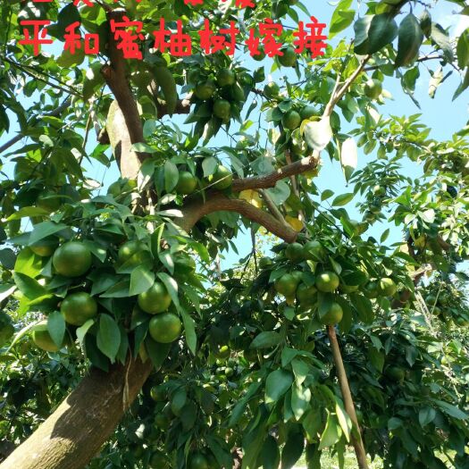 平和县红美人柑桔  红美人(美媛28号)平和30年蜜柚树嫁接