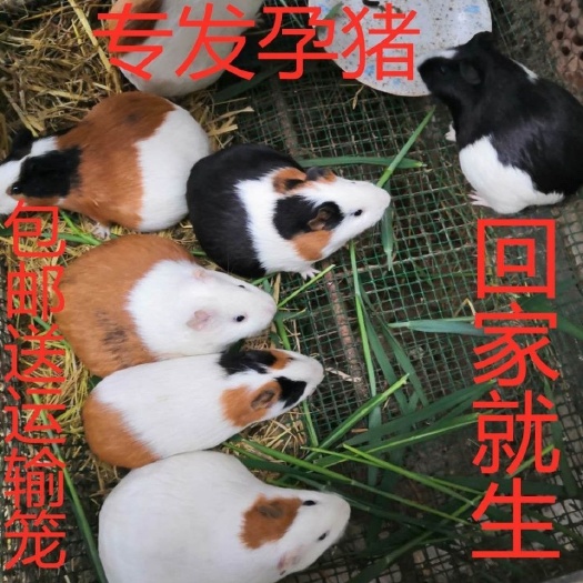太和县自家养殖荷兰猪颜色齐全大小都有