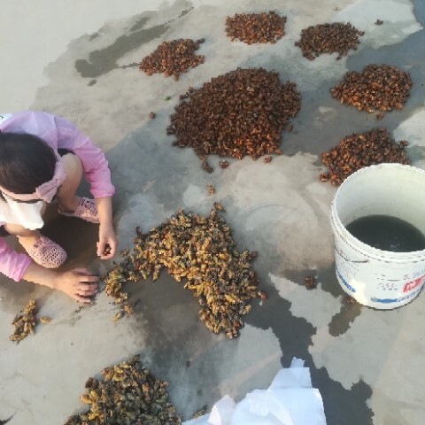 徐州 苏北金蝉大量出土