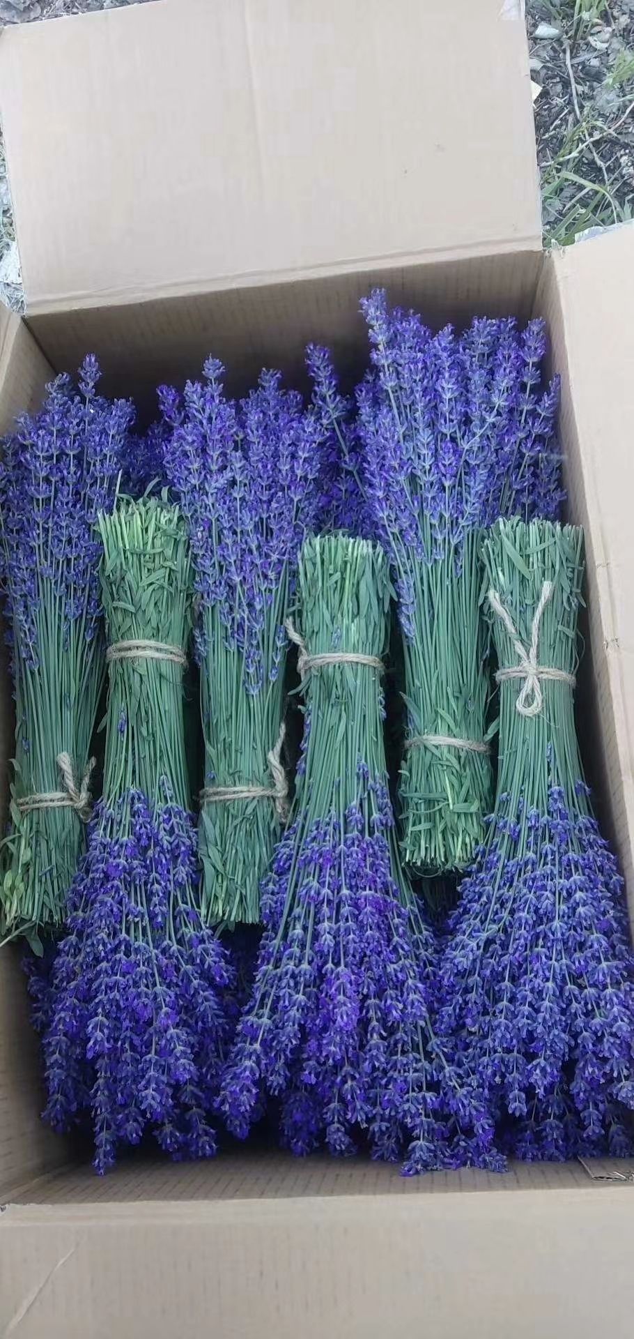 薰衣草干花 原产地发货，品相好价格优