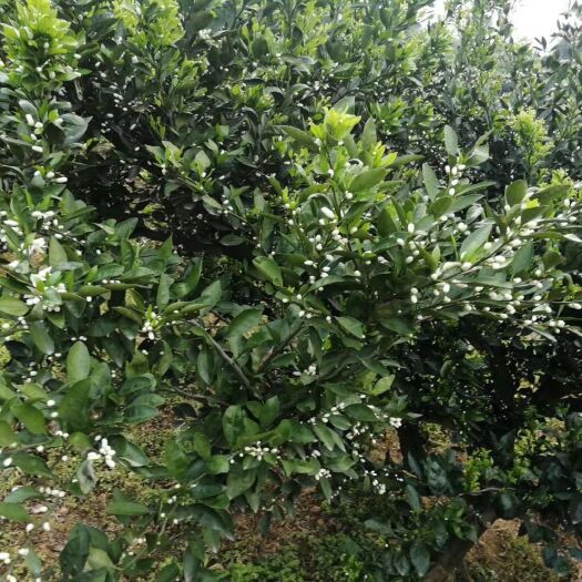石门县椪柑 石门碰柑