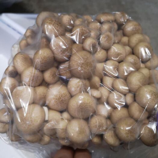 济南一斤装蟹味菇，厂家面向山东地区寻找经销商，欢迎来电咨询