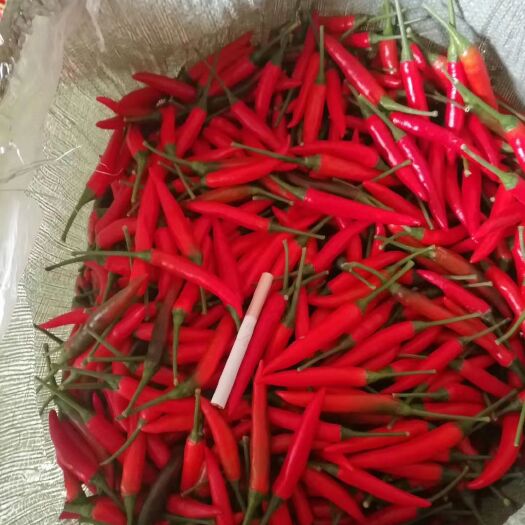 靖西市小米椒 特辣