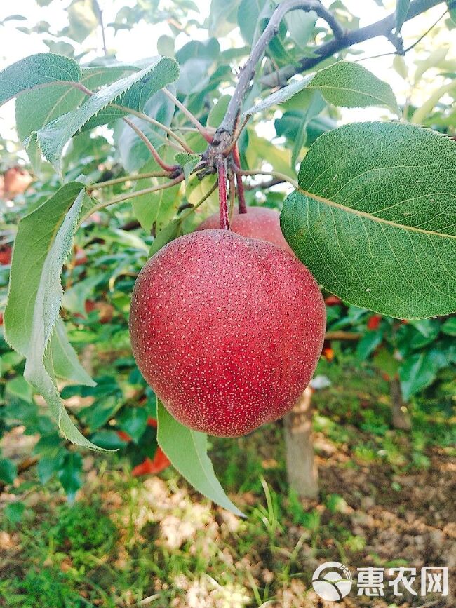 陕西大荔彩虹梨现摘现发新鲜诱人