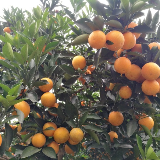 临澧县 锦蜜冰糖橙的特点 供应30-90高优质锦蜜冰糖橙苗批发