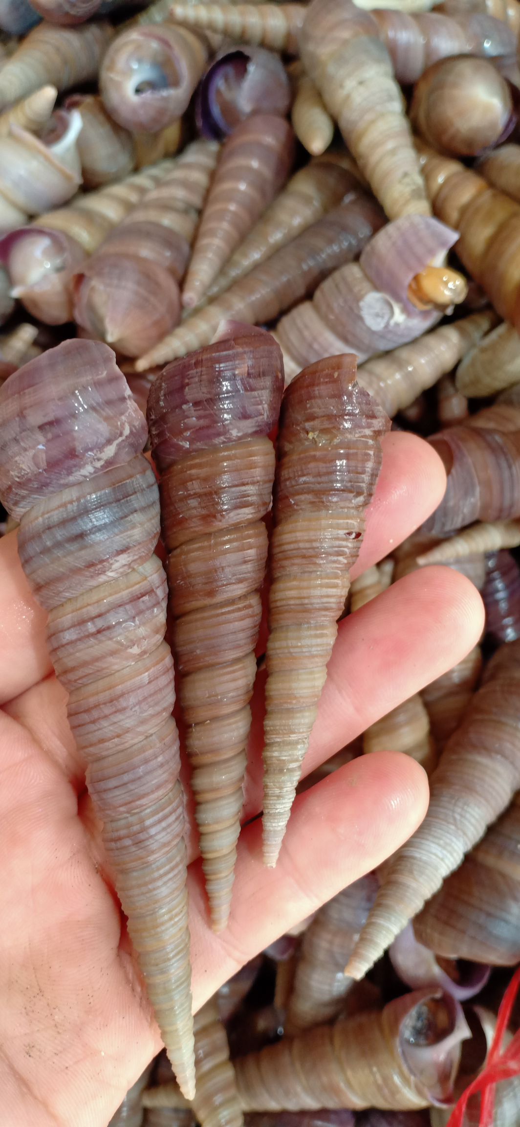 钉螺批发，去尾钉螺批发，产地直销