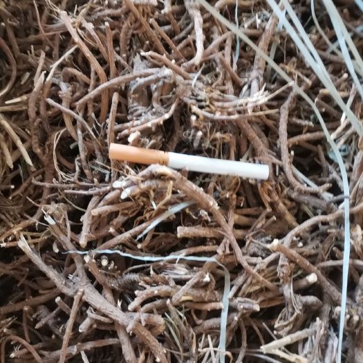商洛北柴胡  、黑皮柴胡