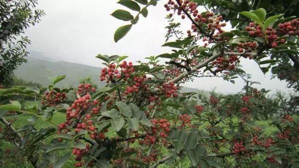 乡宁县红花椒 山西农户直销，没有中间人