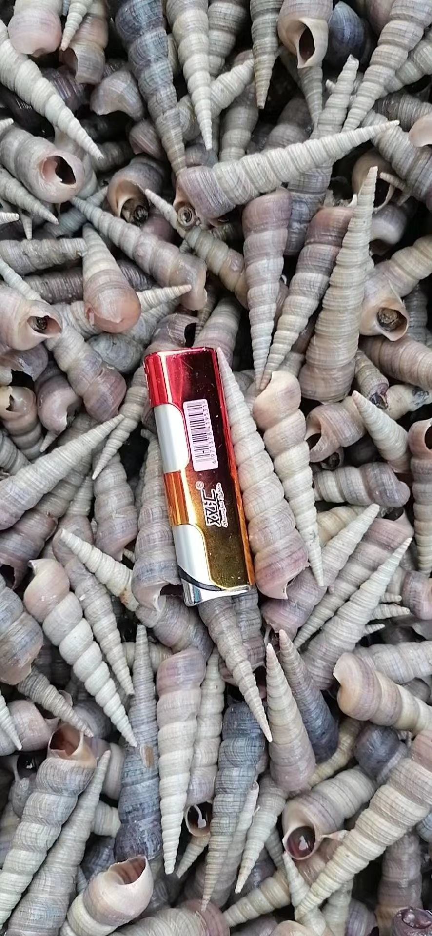 钉螺批发，去尾钉螺批发，产地直销