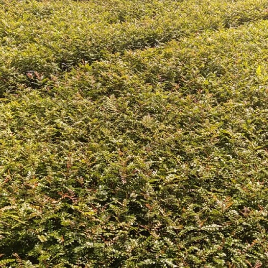 宜良县地被植物  绿化地被苗，10X10袋苗，本土