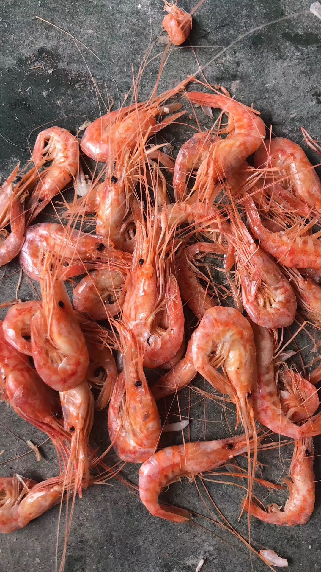 滨州青虾  红虾，元宝虾，油炸原料，，，