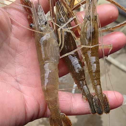 青虾 河虾