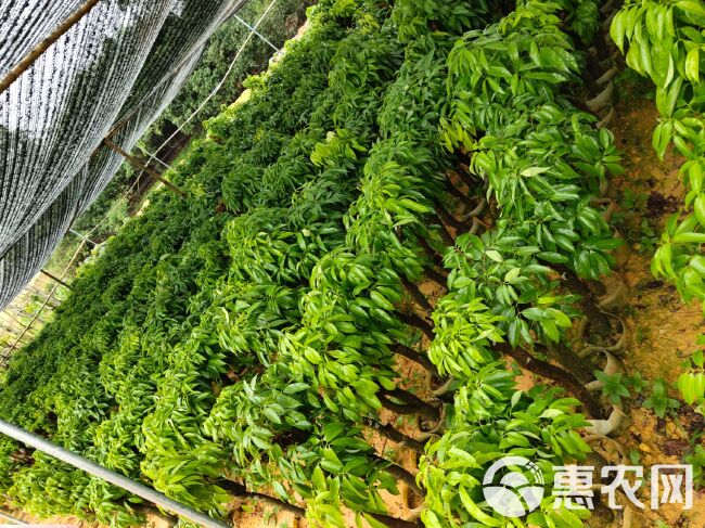 增城挂绿荔枝苗名贵品种果树挂绿仙进奉佛绿荔枝王蜜丁香盆栽嫁接