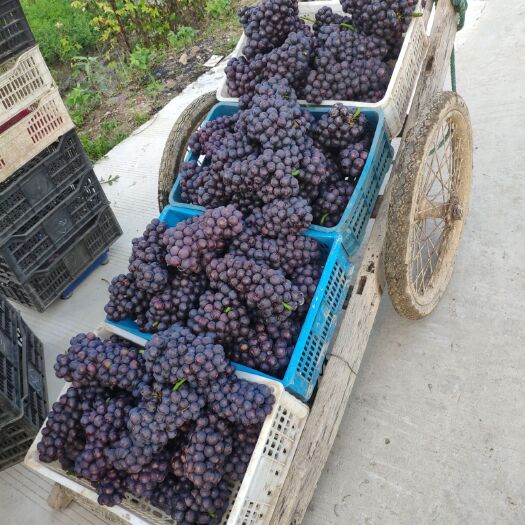 庐江县 大量夏黑葡萄上市