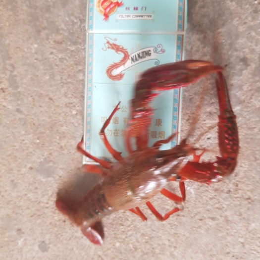 日照 小龙虾