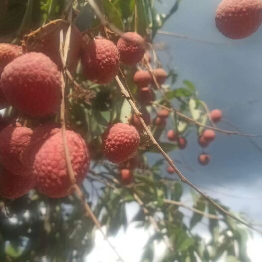 诏安县 中国荔枝看漳州出贡品荔枝龙眼桂圆