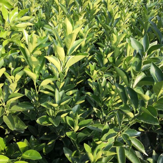 临澧县 纽荷尔脐橙苗的规格、图片、成熟期及特点 千思农林基地批发果苗