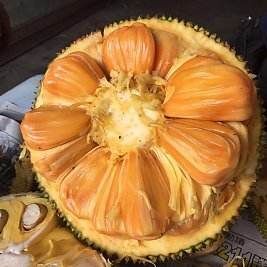 灵山县泰国 12号红肉菠萝蜜苗 一年半到两年苗带土带叶带营养杯发