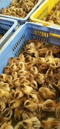 南宁土二鸡苗 统货