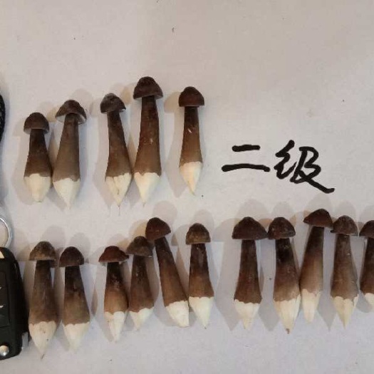 梁山县 批发黑皮鸡枞菌