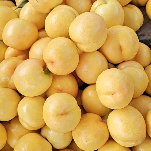  需求水果电商平台黄油桃黄毛桃盘桃都有合作共赢。