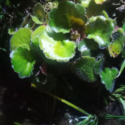 剑阁县虎耳草