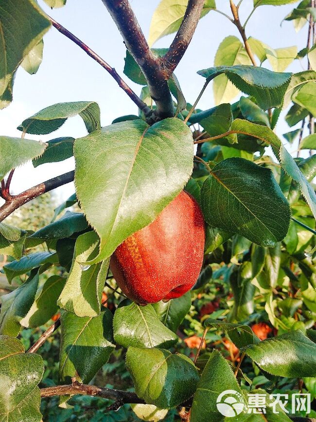 陕西大荔彩虹梨现摘现发新鲜诱人