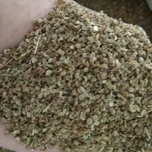凤台县蛇床子 中药材   自家自销   