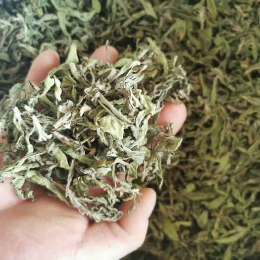 曲周县甜叶菊 种植一千多亩，寻求批发商，大客户，期待与您的合作