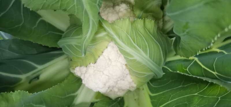 有机花菜 散花大量上市了