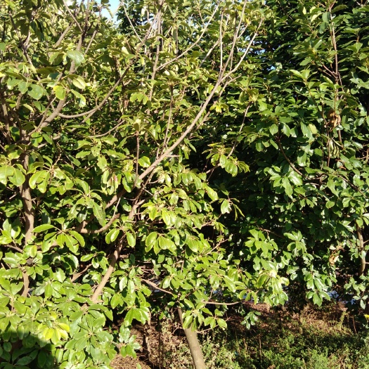 昆明 红叶石楠
