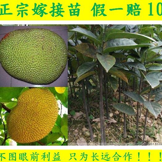 灵山县常有菠萝蜜苗  五号红肉菠萝蜜苗 嫁接树苗 2～3年苗带土带叶带营养杯发