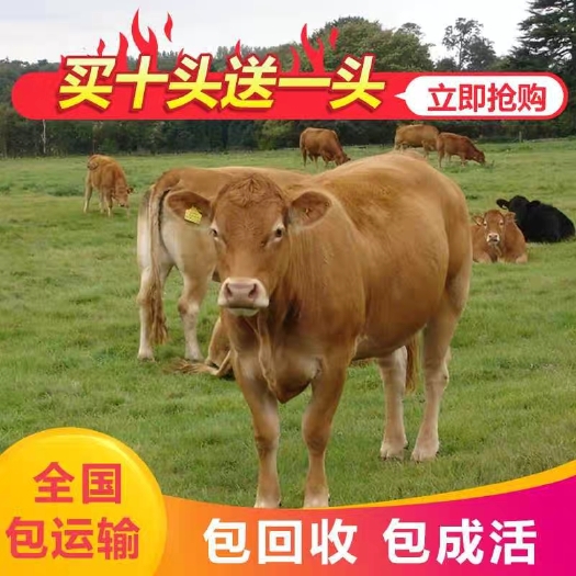 济南黄牛  五元杂交改良牛   全国包送
