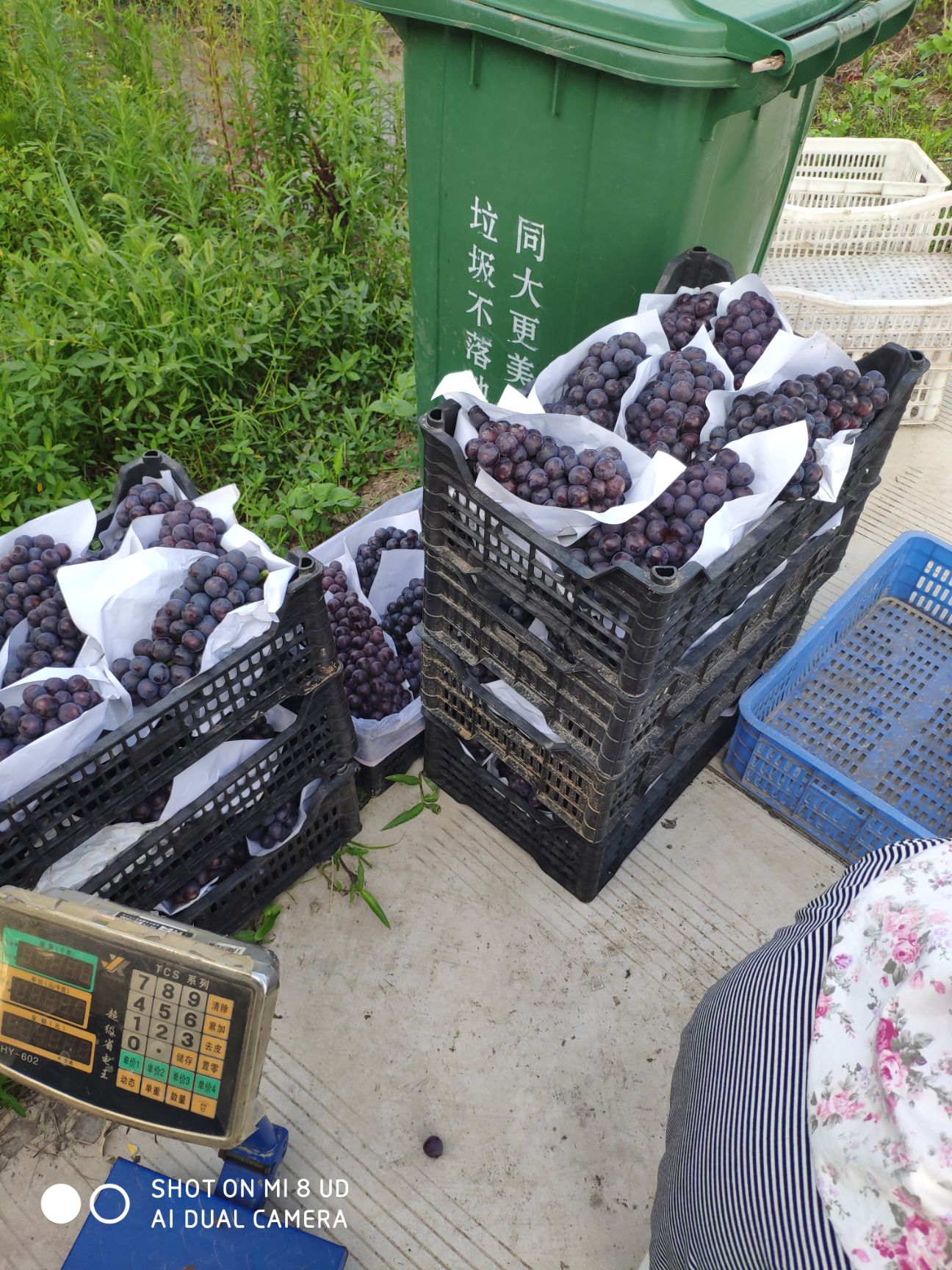  大量夏黑葡萄上市