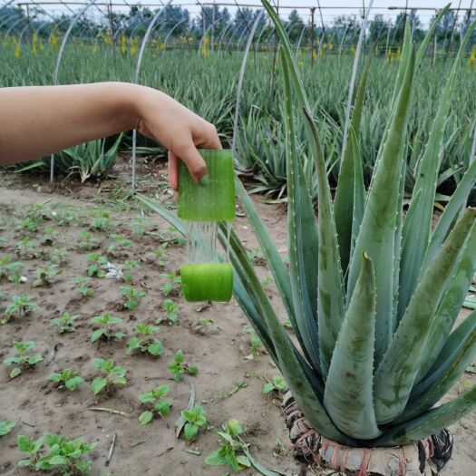 周口 助农产品，大颗库拉索美容•食用芦荟