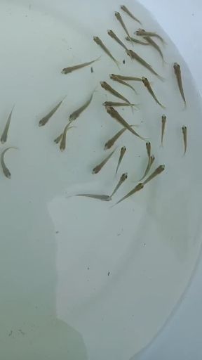 黄冈青鱼苗