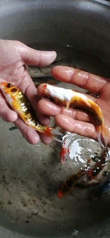 江油市 出售优良品种锦鲤鱼苗