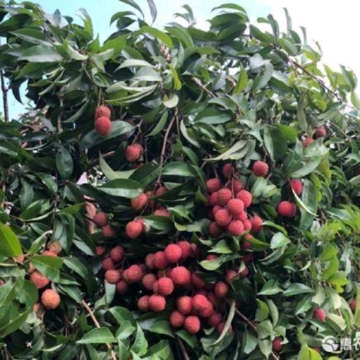 灵山县岭丰糯荔枝苗马贵枝  挂绿  红蜜 冰荔  糯米糍其它等等