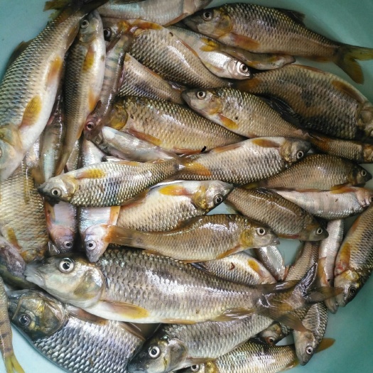 宁德马口鱼 天然美味！