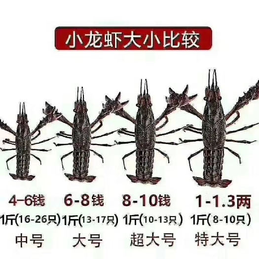 随县随州小龙虾 超高的品质，超低的价格